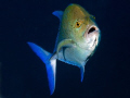   Blue fin trevally  